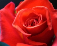 flowers 001