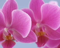 flowers 002