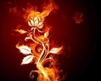flowers 003