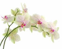 flowers 004