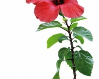 flowers 005