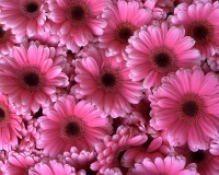 flowers 006