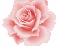 flowers 007