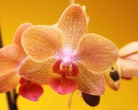 flowers 011
