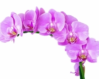 flowers 012