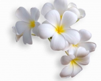 flowers 013