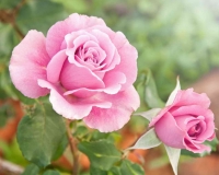 flowers 014