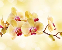 flowers 015