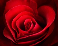 flowers 016