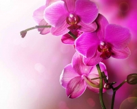 flowers 017