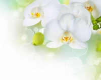 flowers 018