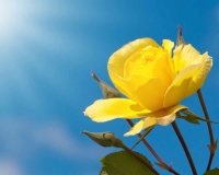 flowers 020
