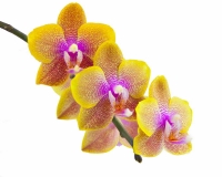flowers 232