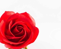 flowers 233