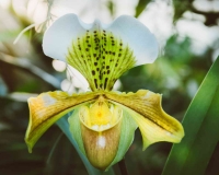 flowers 234