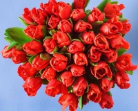 flowers 235