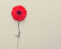 flowers 236