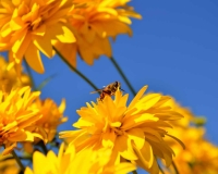 flowers 237
