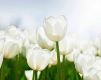 flowers 238