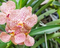 flowers 239