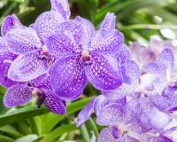 flowers 240