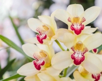 flowers 241