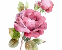 flowers 243