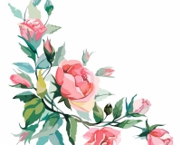 flowers 244