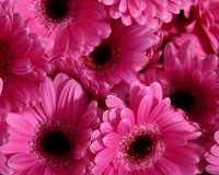 flowers 245