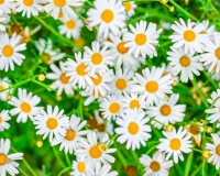 flowers 247