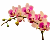 flowers 248