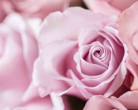 flowers 249