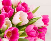 flowers 250