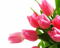 flowers 251