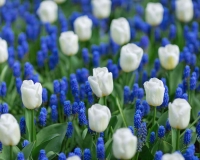 flowers 252